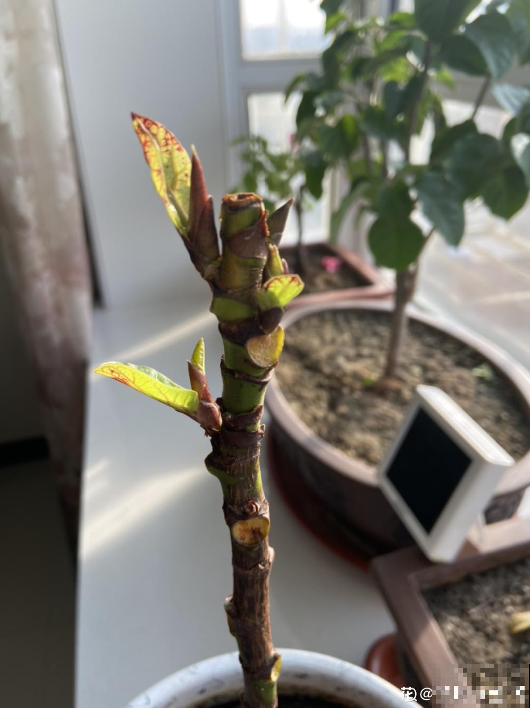 6种花夏天难养，贴土面砍一刀，新芽呼呼冒