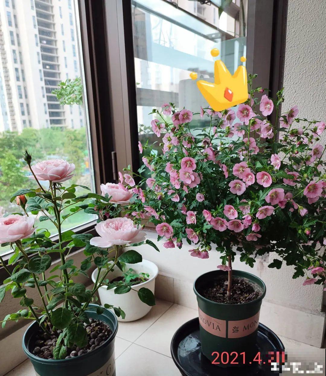 养花大神的爆花技巧，我给大家偷来了，赶紧学