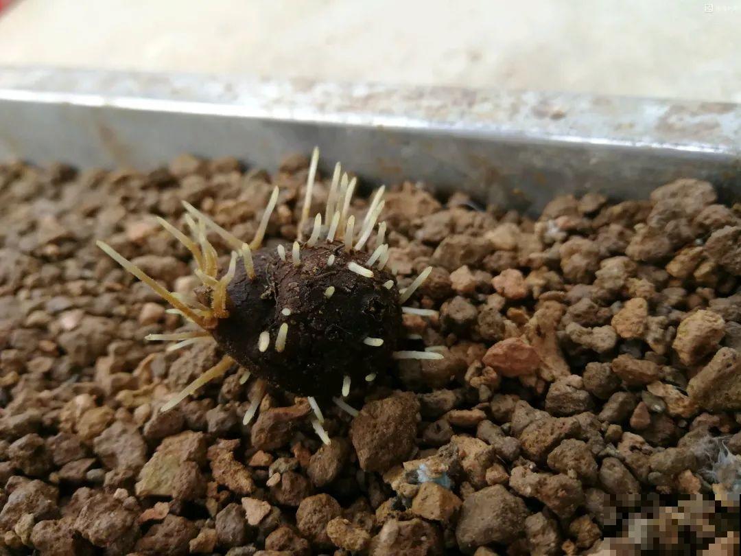 特有气质的小众花,颜值超高,温度零下也能活 特有气质的小众花,颜值超高,温度零下也能活