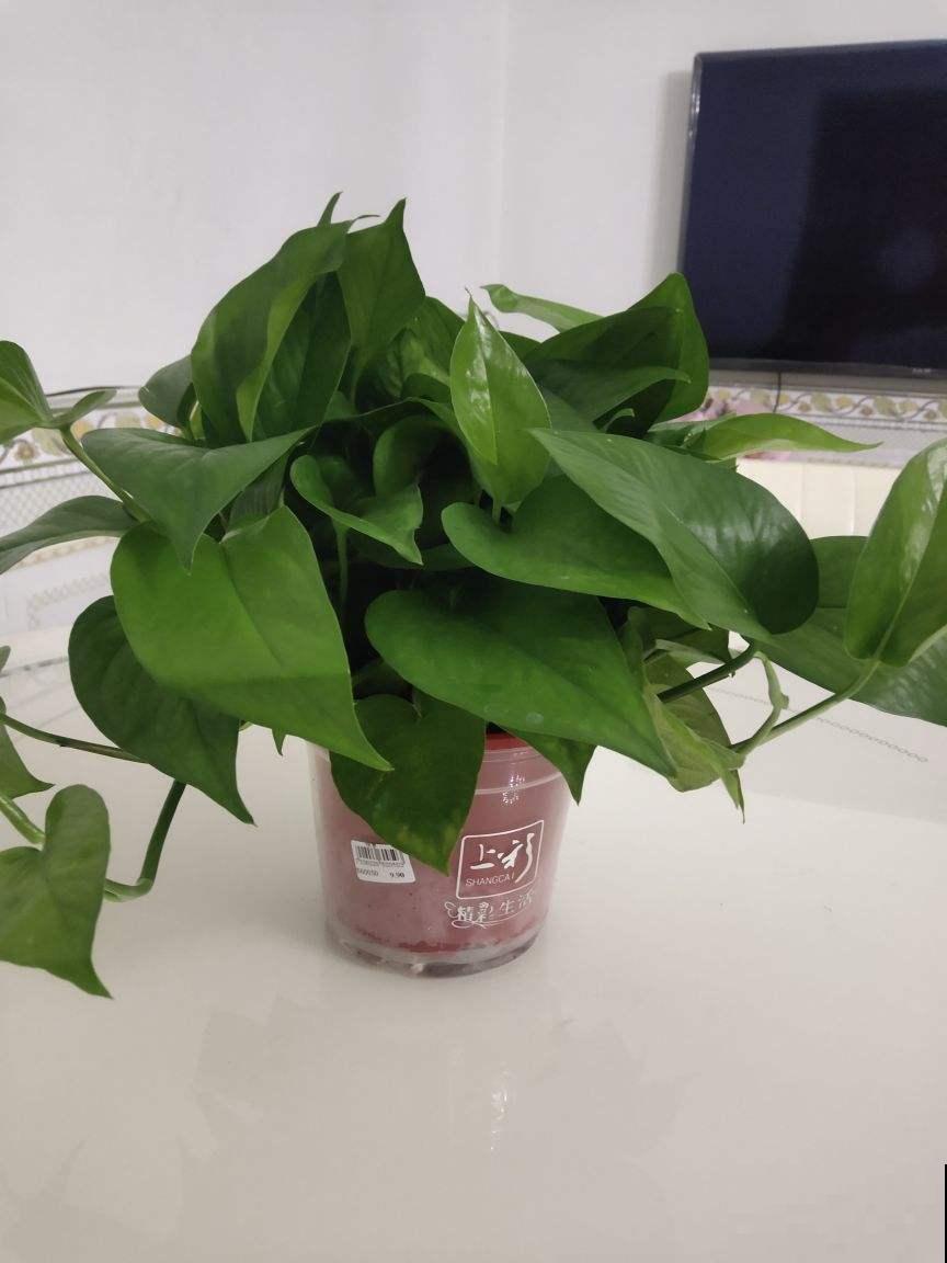 夏天在家养水培花，清清凉凉过夏天，养护超简单