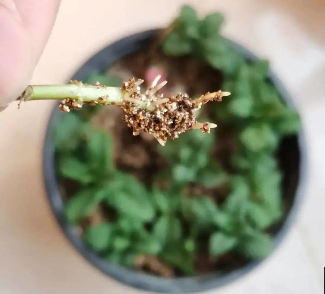 8种花，越热越扦插，大白根呼呼冒