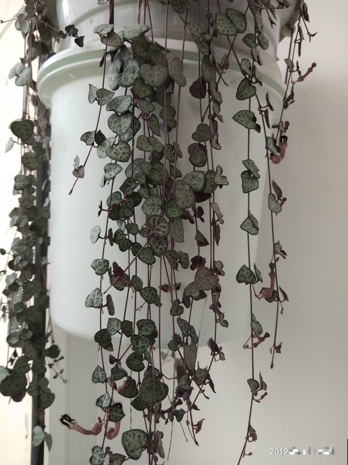 耐阴好养的“绿窗帘”，掐根枝条就能养，屋里没光也能长爆盆