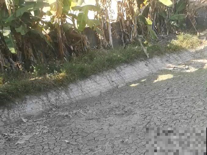 9种土别拿来养花,对花不好,容易黄叶烂根 9种土别拿来养花,对花不好,容易黄叶烂根