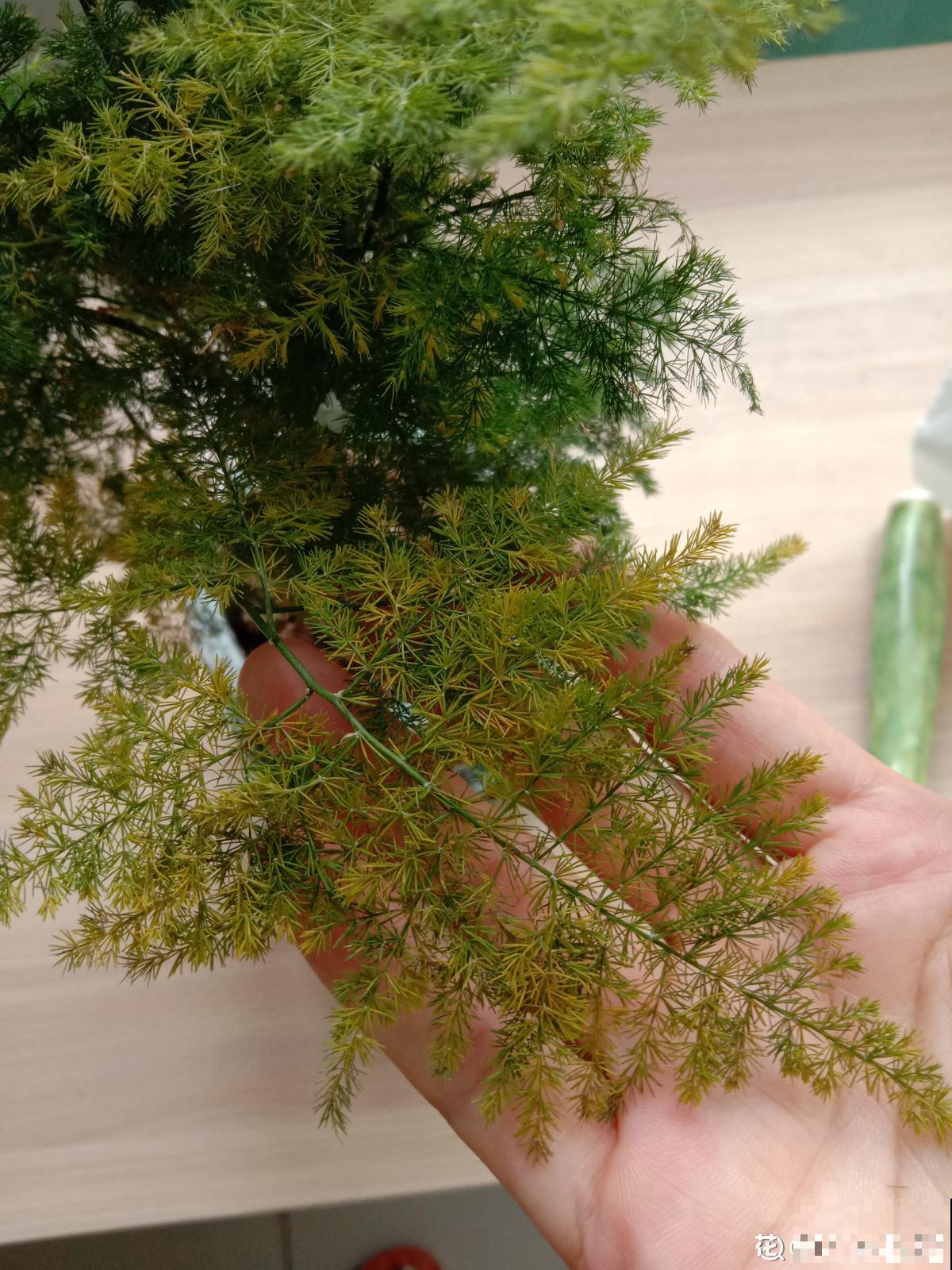 文竹娇嫩像公主，不注意这2点，咋养都得生点病