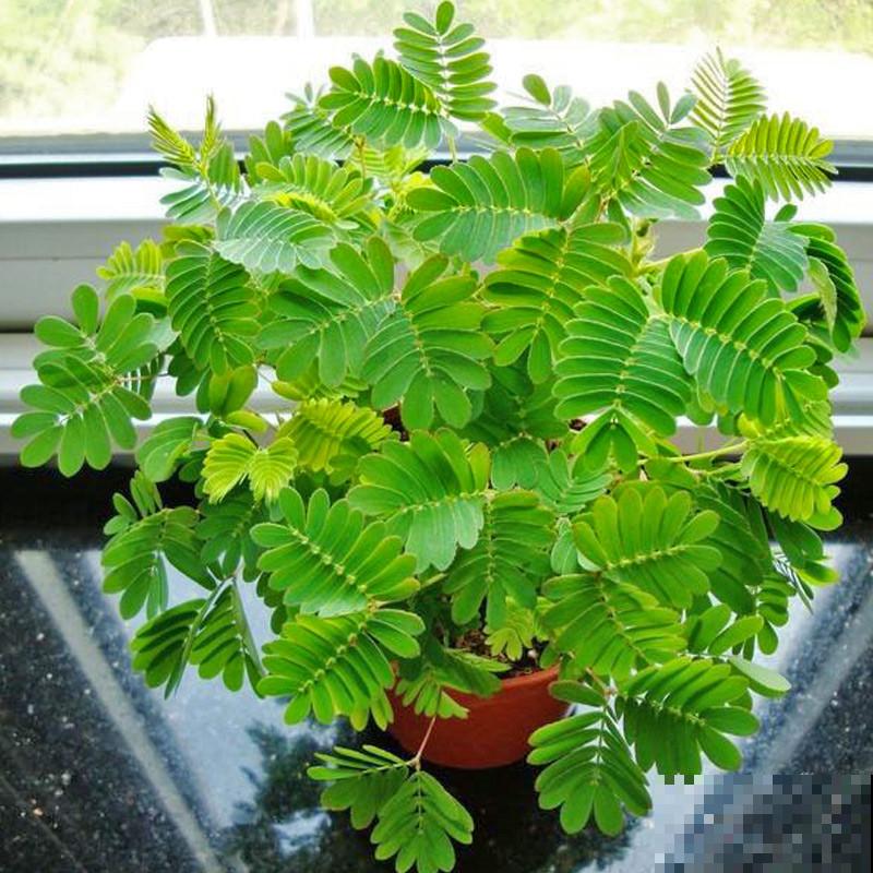 常见花卉就没毒?错了!5种常见花有毒 常见花卉就没毒?错了!5种常见花有毒