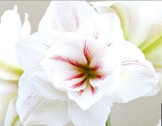 3种花明明开花很美，却不太受欢迎，到底是为啥？