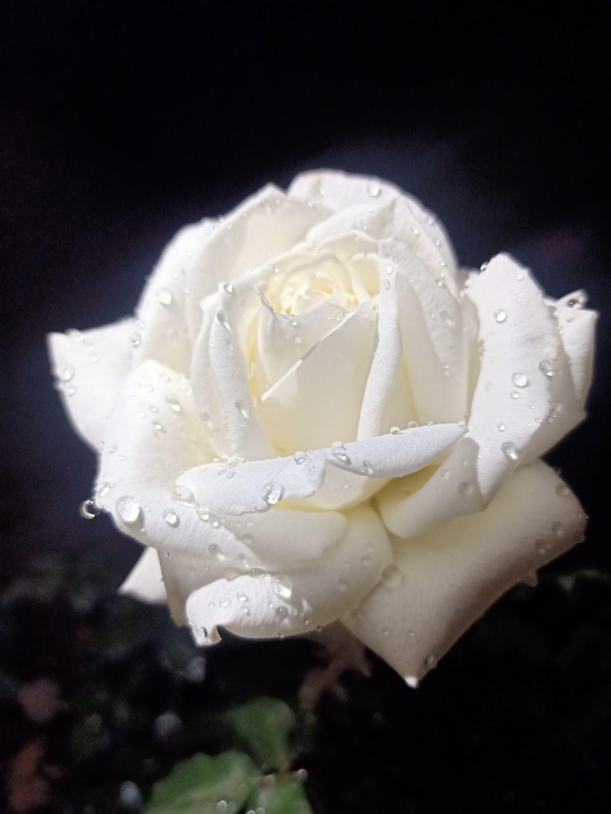 又是一年七夕,买玫瑰不如亲手养玫瑰,送给心爱的TA更有心意 又是一年七夕,买玫瑰不如亲手养玫瑰,送给心爱的TA更有心意