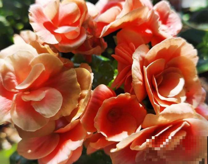 公认的“必死花”，买过“N”次都养不好，实在是太难养了！