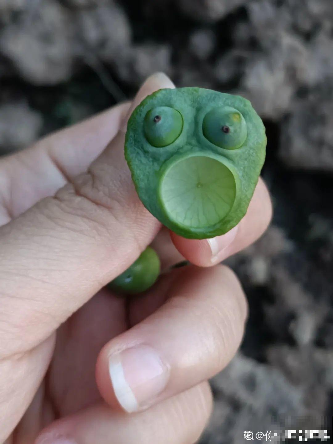 聪明人养4种花,一定记得收种子,多的能赚钱 聪明人养4种花,一定记得收种子,多的能赚钱