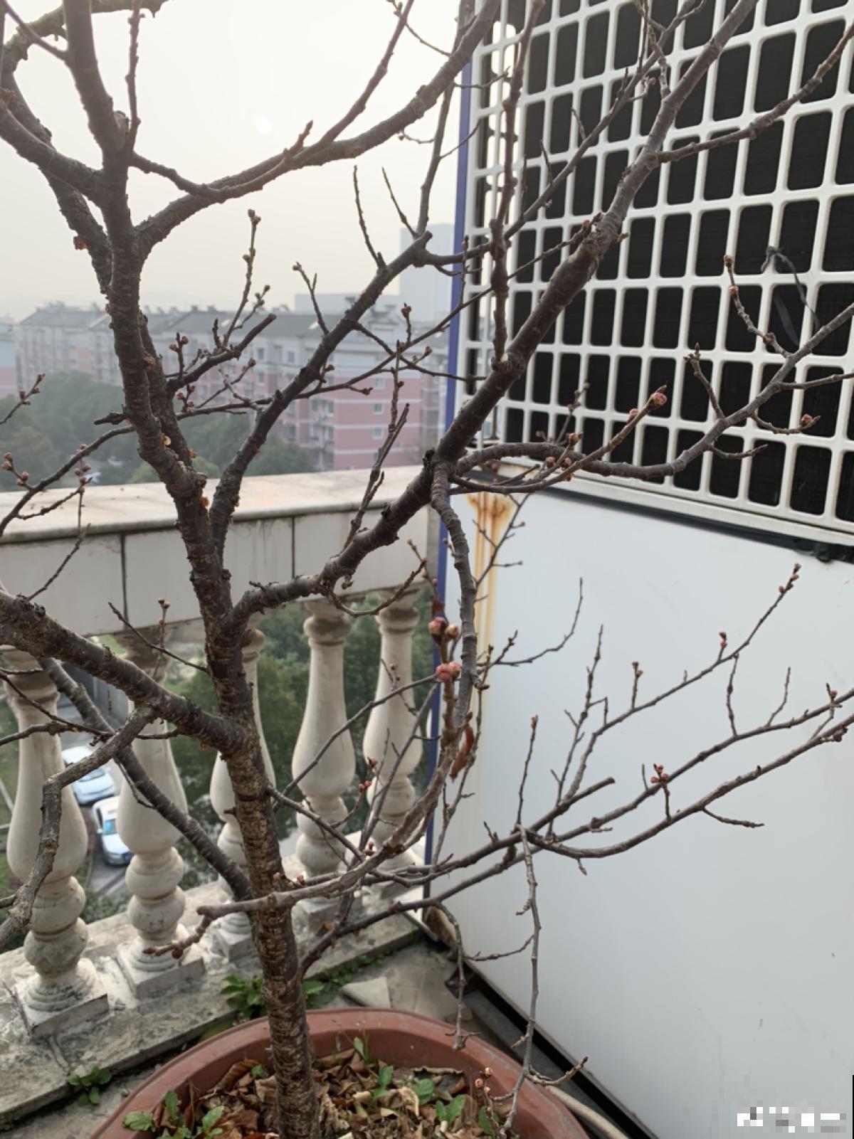 桃树扦插总不活,掌握3个要点,扦插比嫁接生长更迅速 桃树扦插总不活,掌握3个要点,扦插比嫁接生长更迅速