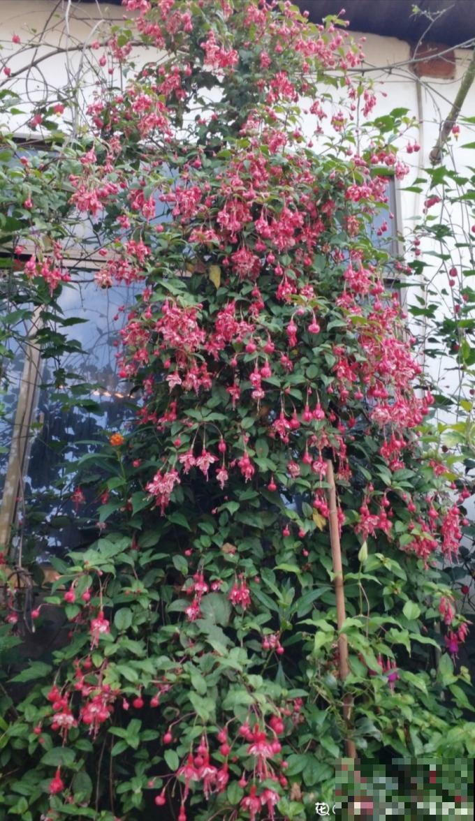 倒挂金钟长成一棵树，年年都开花，咋养的？