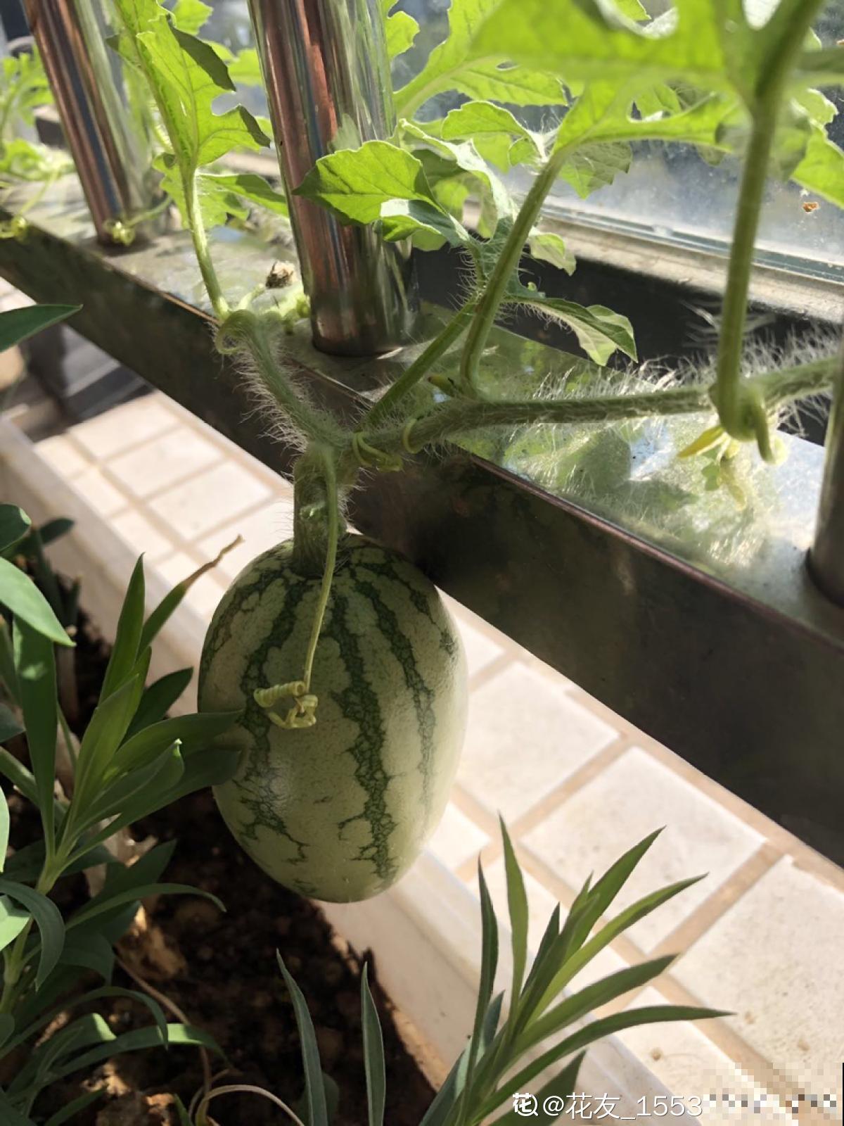 阳台西瓜咋不甜?5个细节需要注意,西瓜甘甜汁也多 阳台西瓜咋不甜?5个细节需要注意,西瓜甘甜汁也多