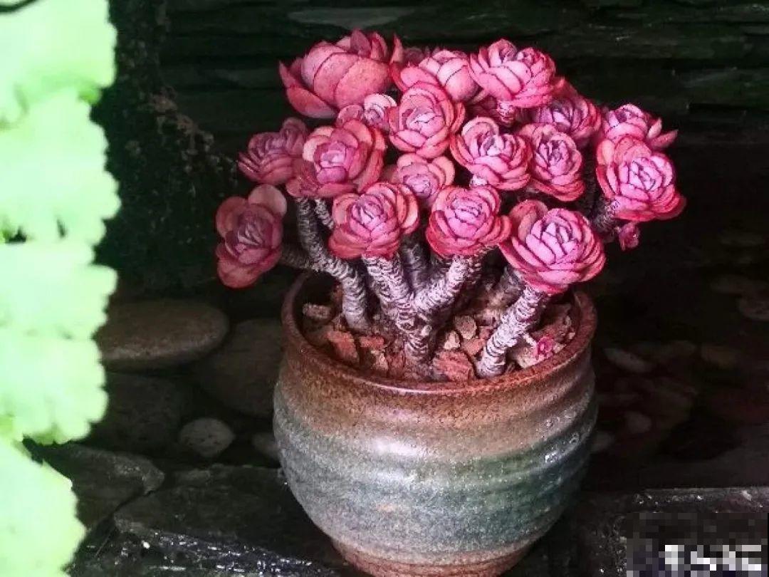 夏天养多肉，别人的绿徒摊，她的却美萌艳，太美了