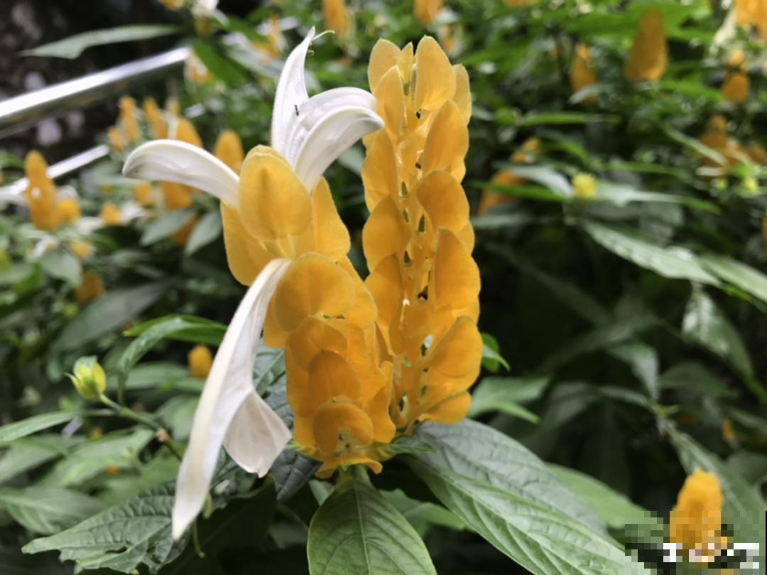 8种花名字里带金,听着就富贵,赶紧养一盆 8种花名字里带金,听着就富贵,赶紧养一盆