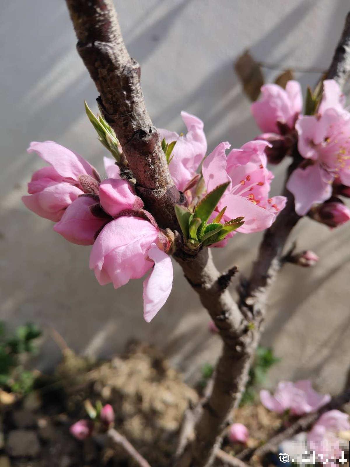 桃树扦插总不活,掌握3个要点,扦插比嫁接生长更迅速 桃树扦插总不活,掌握3个要点,扦插比嫁接生长更迅速