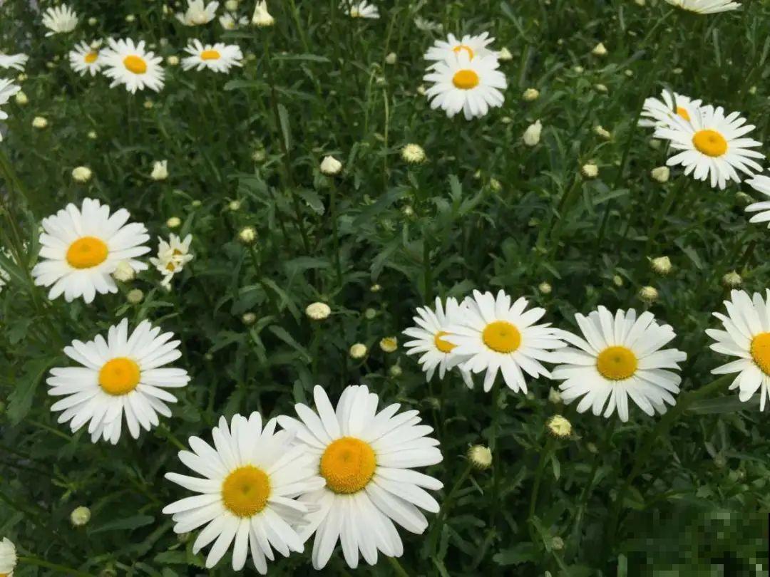 绿化带“壕”无人性，10万块的花堆一起，你认识几个？