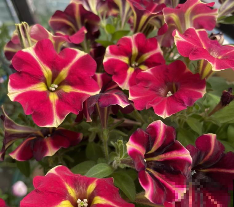 有个小院子可头疼了，新手不知种什么花，快来看看