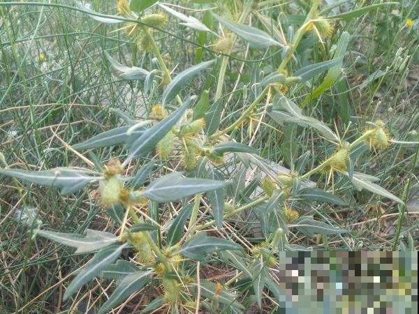 入侵植物爬进门，赶紧用开水烫死，不然就长疯了