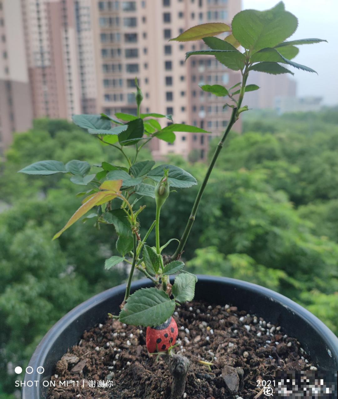 百合开花后，养分消耗太大，补充肥料是关键