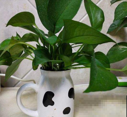 夏天在家养水培花，清清凉凉过夏天，养护超简单