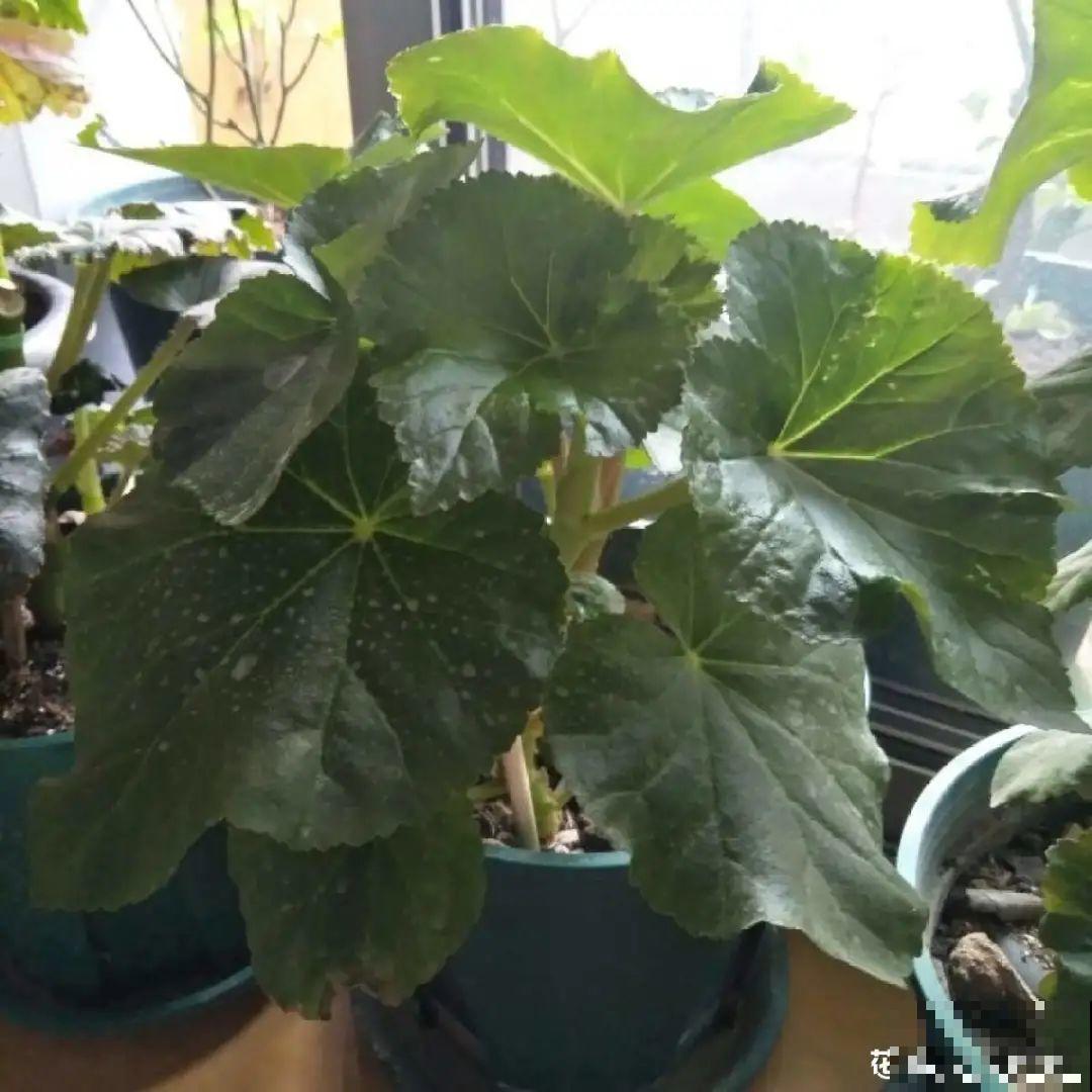 9种花,夏天休眠了,一定少浇水,否则越浇越死 9种花,夏天休眠了,一定少浇水,否则越浇越死