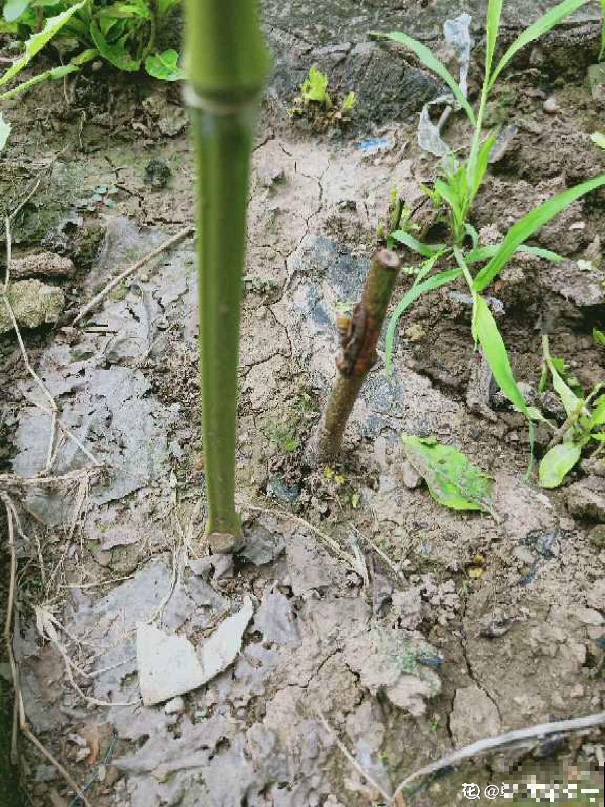 柿子嫁接难,学会这5步,成活率不高都难 柿子嫁接难,学会这5步,成活率不高都难