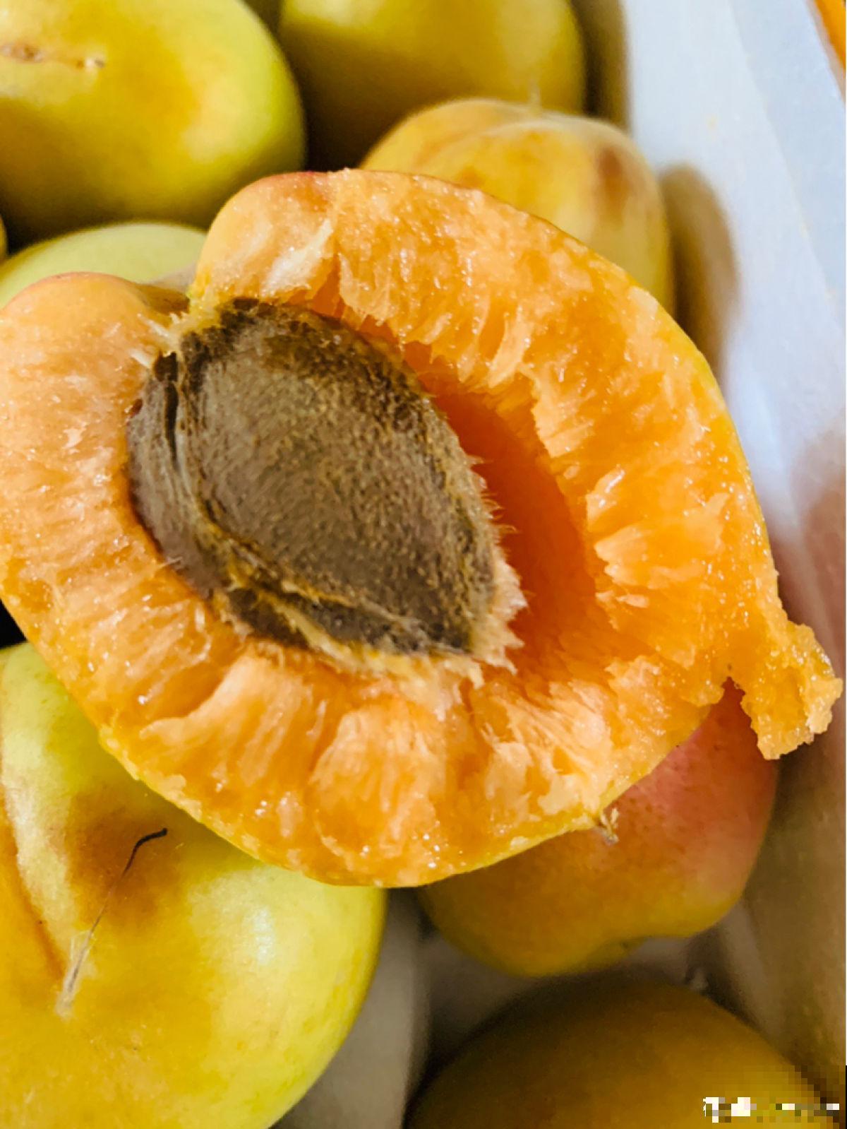 院子里种了棵杏树,没想到惹了麻烦,天天生气 院子里种了棵杏树,没想到惹了麻烦,天天生气