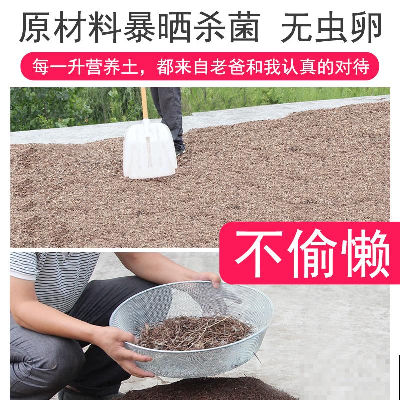 家里的花都夏眠，种这3种花，照样满盆开花