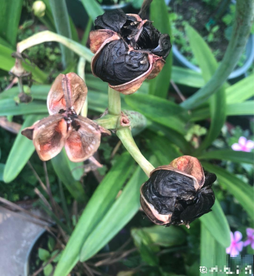 聪明人养4种花,一定记得收种子,多的能赚钱 聪明人养4种花,一定记得收种子,多的能赚钱