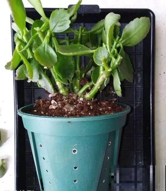 9种花,夏天休眠了,一定少浇水,否则越浇越死 9种花,夏天休眠了,一定少浇水,否则越浇越死