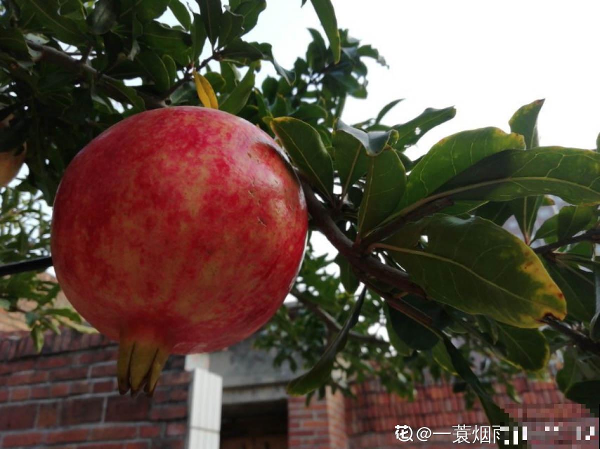 一棵石榴树，只需6步养护，就能边赏花边吃果