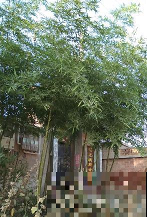 精致的农村院子，主要是种了这4种花，爬藤地栽木本都有