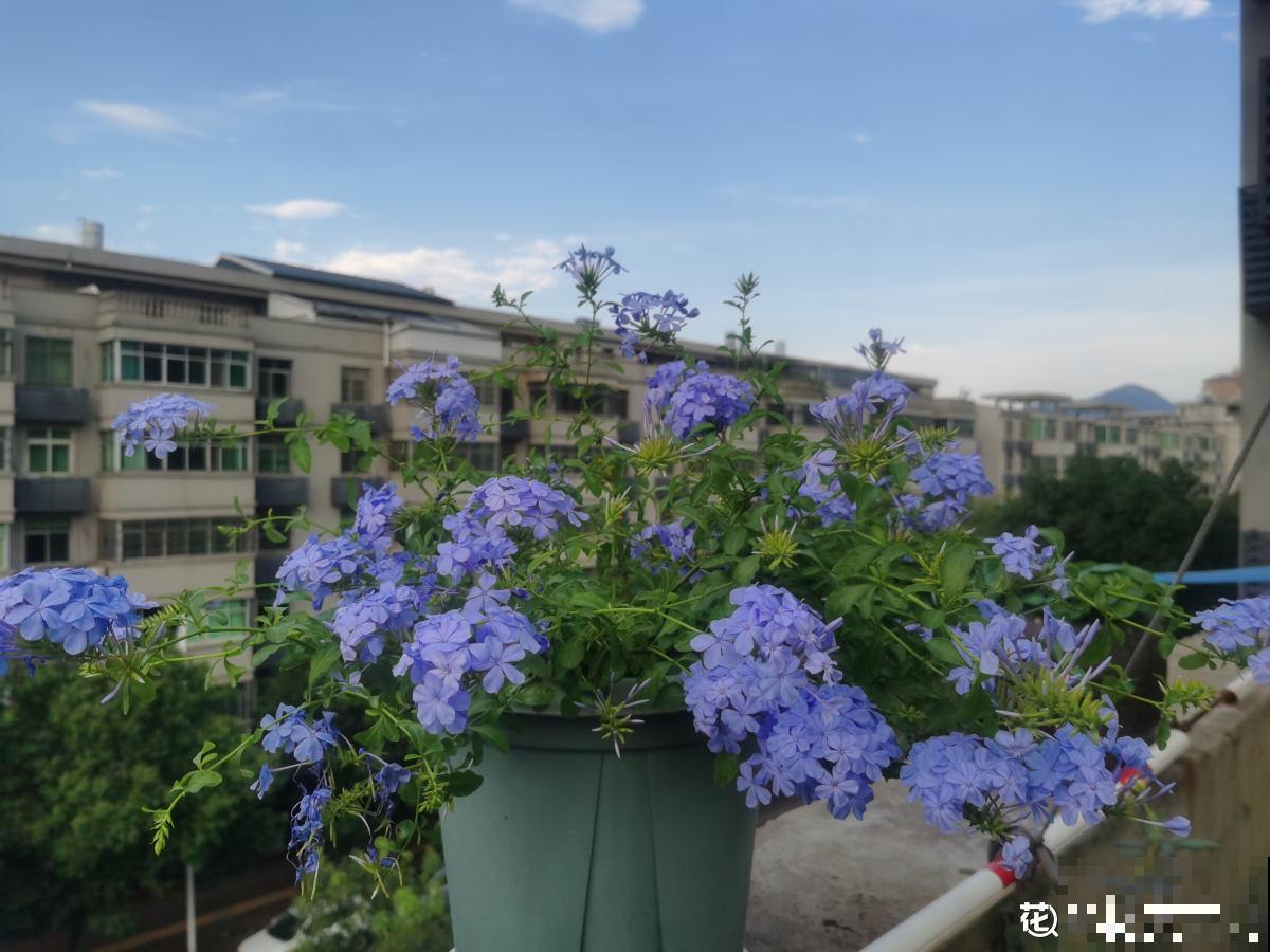 5种花夏天不用遮阴，越晒开花越带劲，满盆都是花