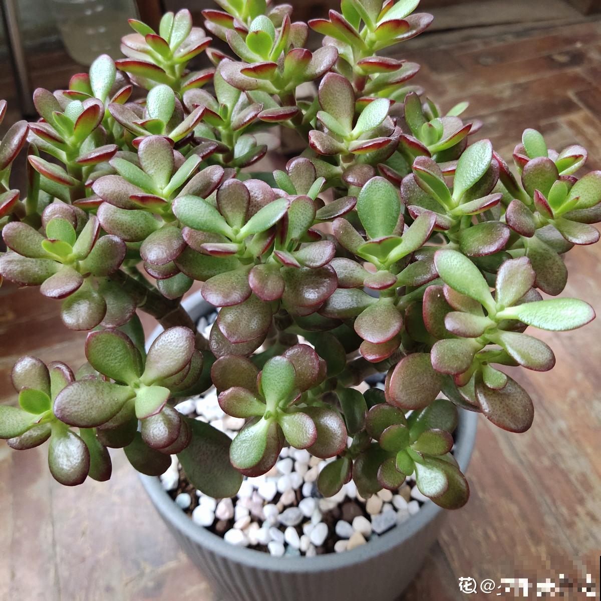 需要“穷养”的3种花，盆越小，水越少，长得越壮实