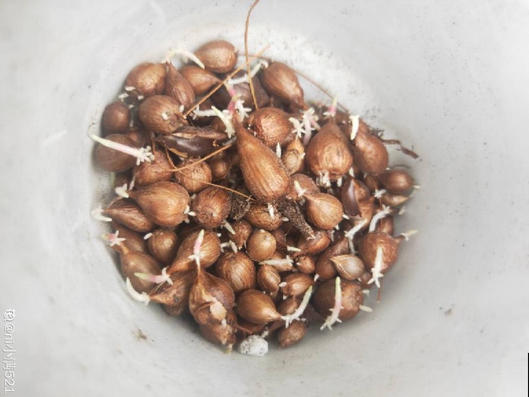 9种花,天热会“假死”,千万别丢了,秋天就苏醒 9种花,天热会“假死”,千万别丢了,秋天就苏醒