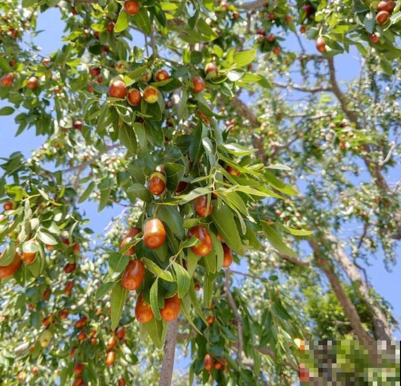 院子里不能随便种树，尤其是这3种