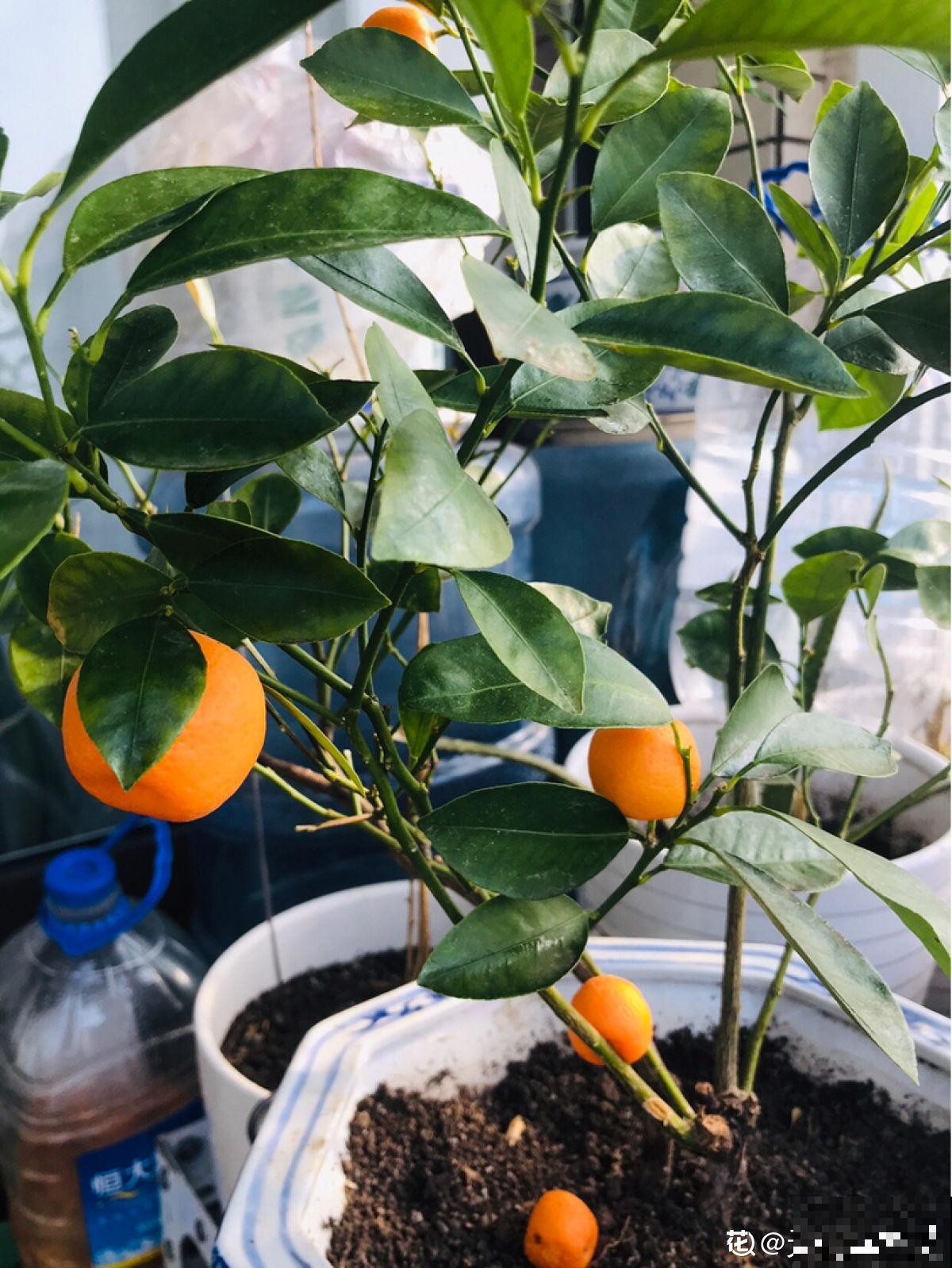 门口桔子树总出毛病，解决5个问题，还能为你送“桔”祥