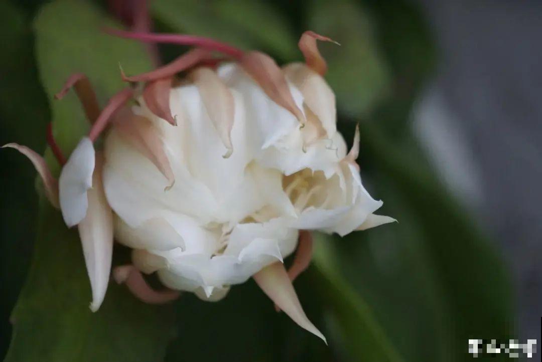 8月后，6种花别修剪，小心以后不开花