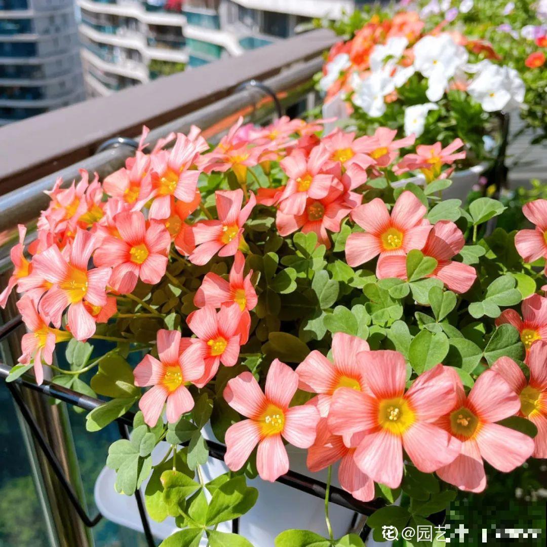 播种时间到,立秋后撒下去,冬春就开花 播种时间到,立秋后撒下去,冬春就开花