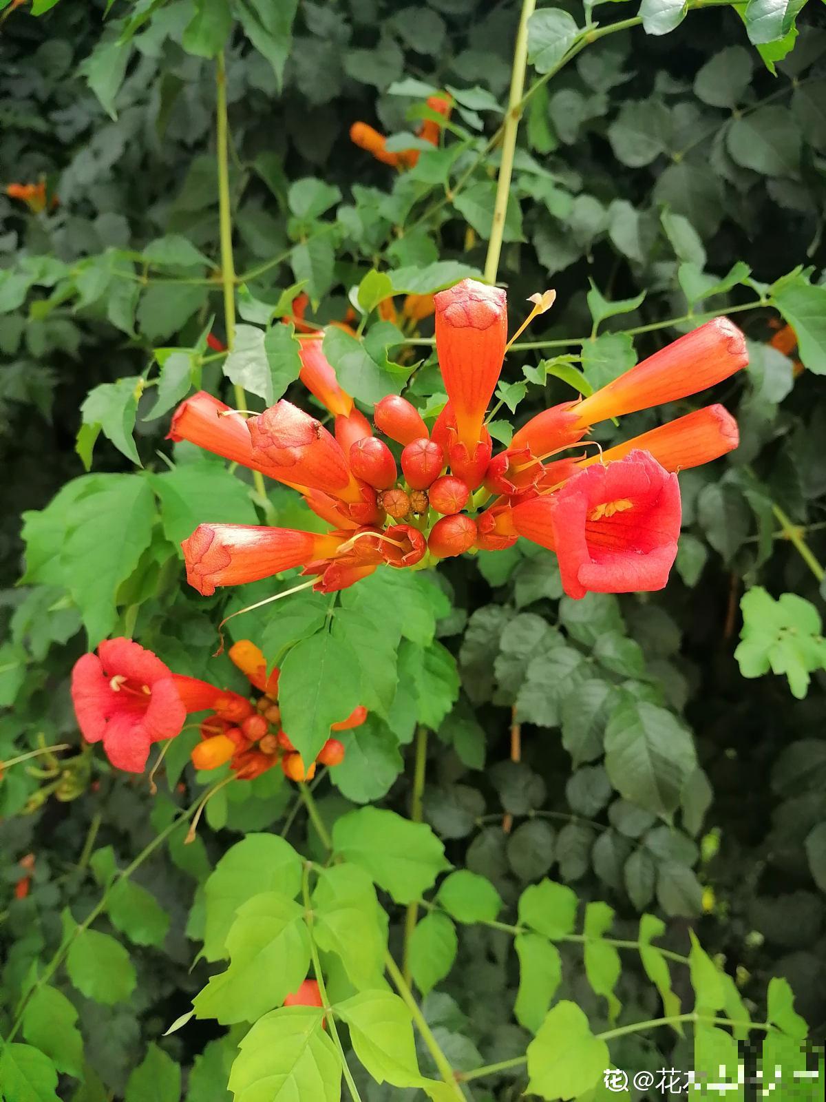 邻居种了一棵凌霄花，长势实在是喜人，一年至少剪2遍