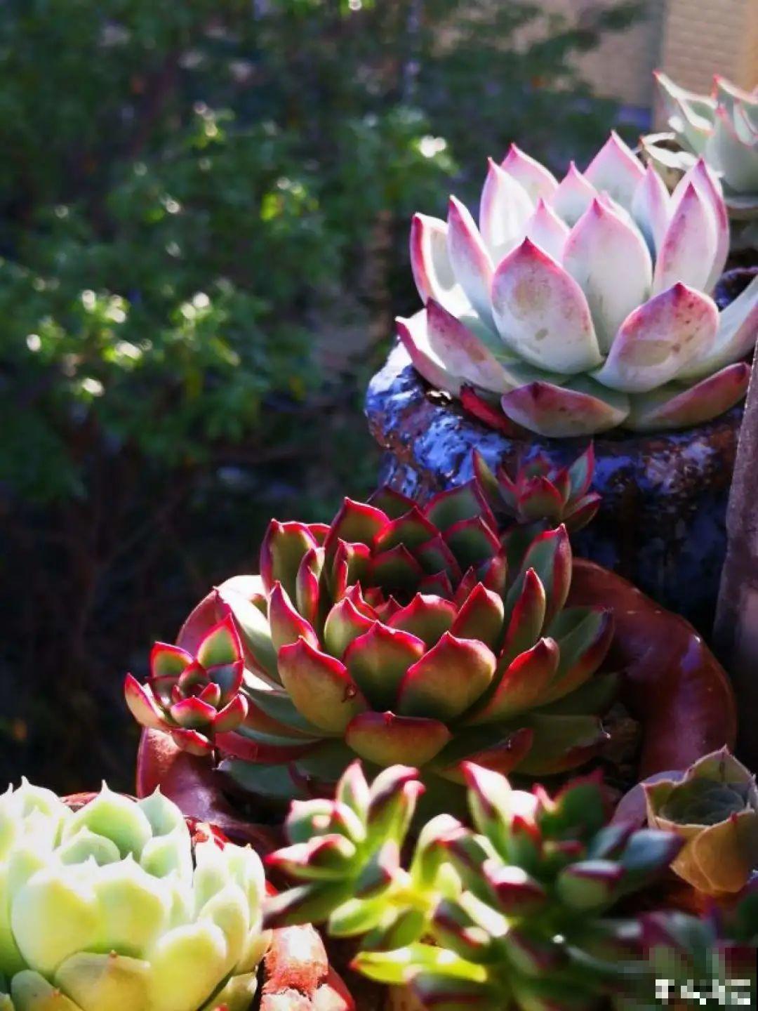 夏天养多肉，学会判断休眠状态，先“保命”要紧