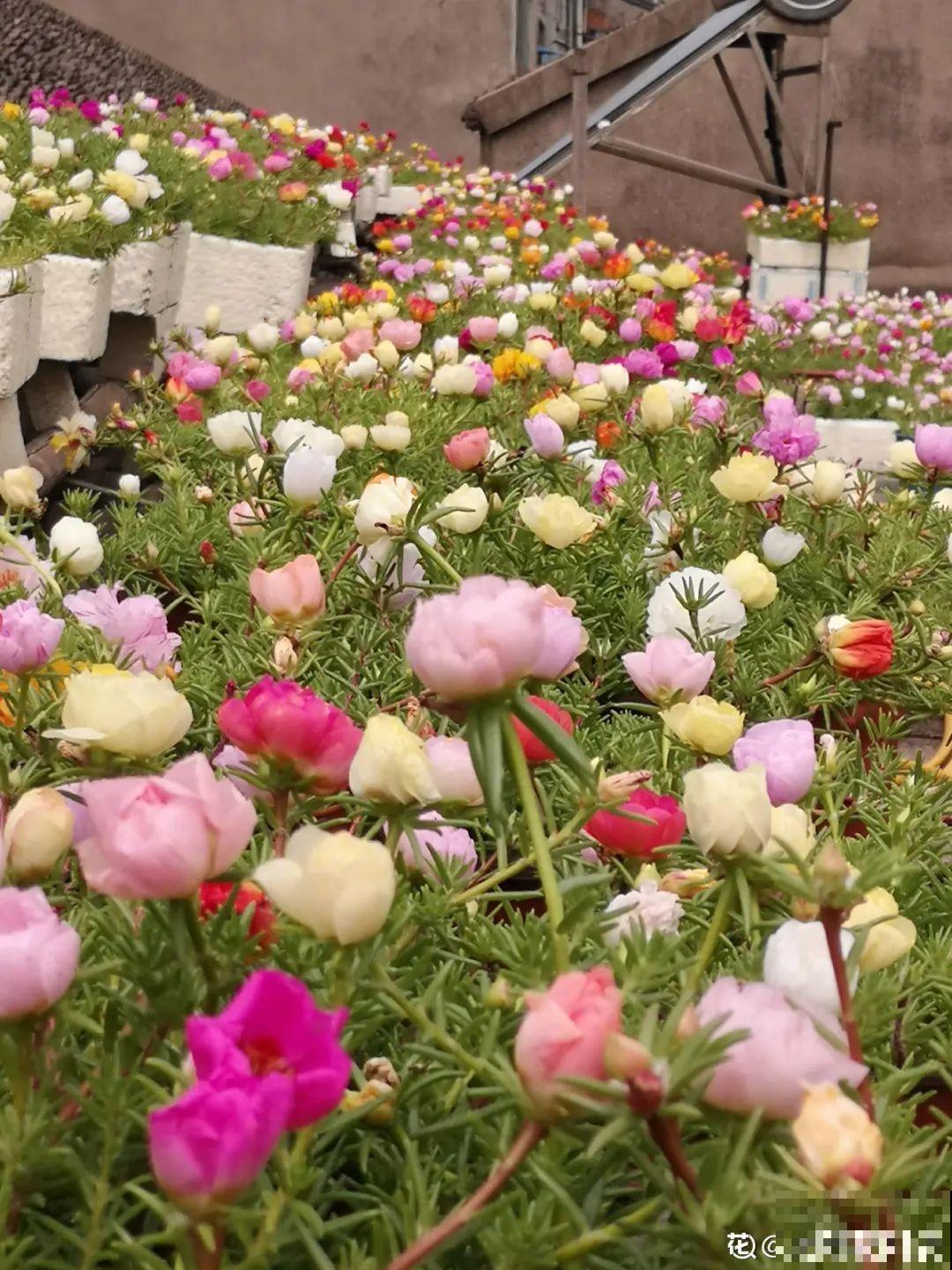 8种花，越热越扦插，大白根呼呼冒