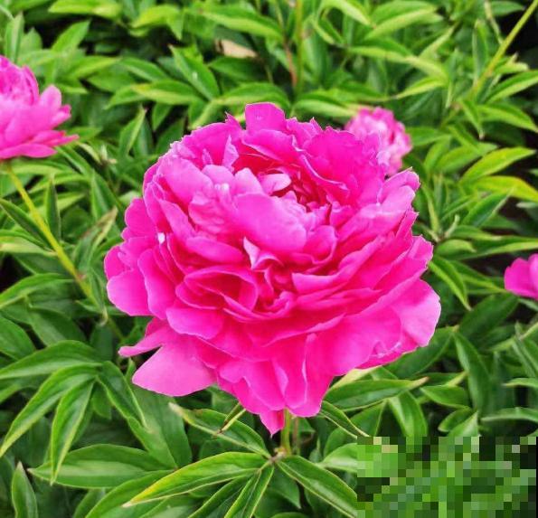 趁着秋天到，赶紧种上3种花，明天春天就能开花