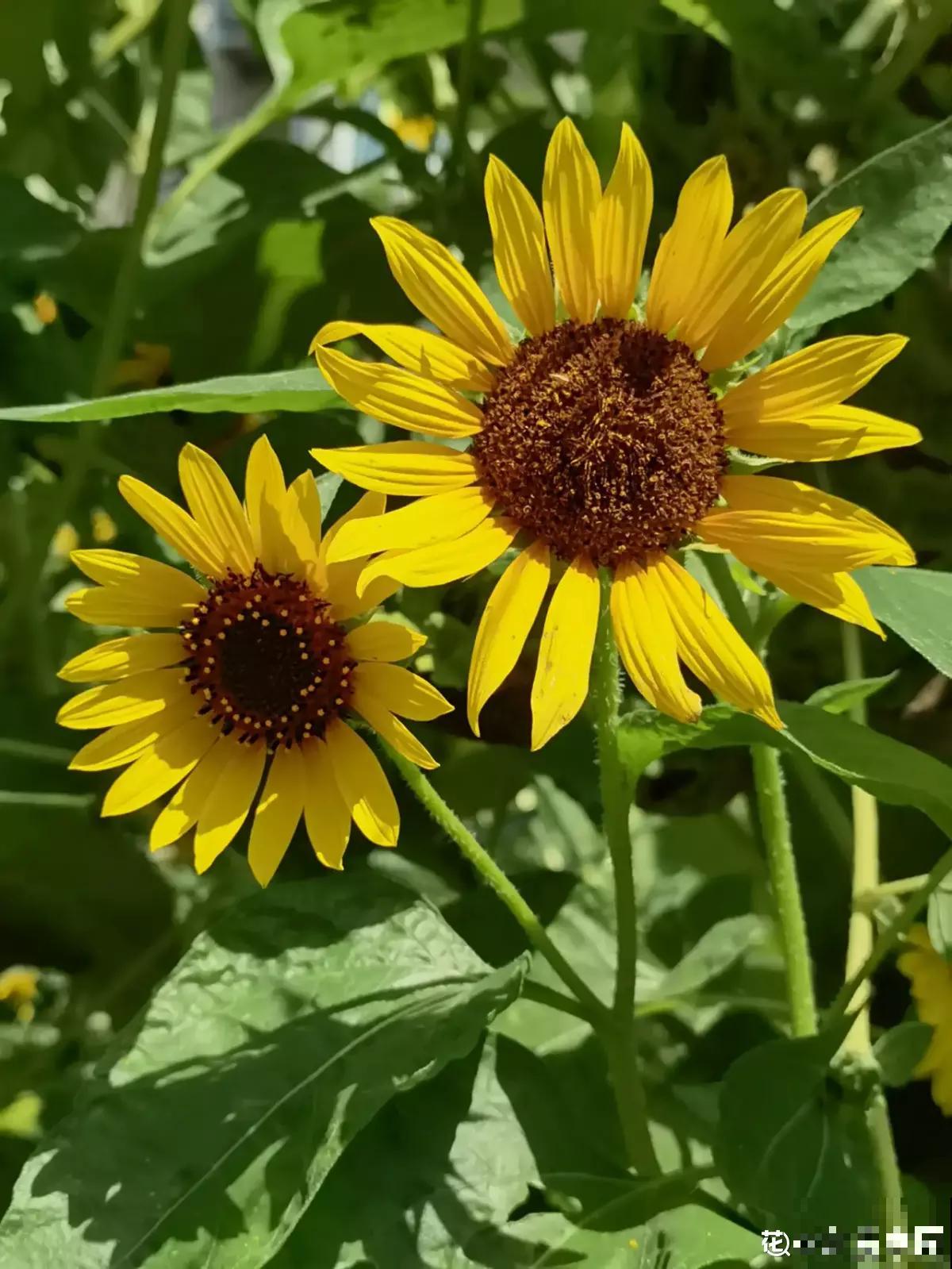 养花和性格息息相关,什么性格喜欢什么花,你同意吗 养花和性格息息相关,什么性格喜欢什么花,你同意吗