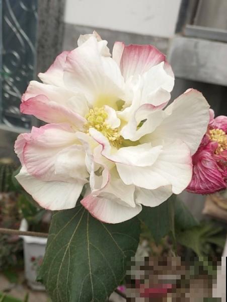 1种花天生会“变脸”,开放时是红色,衰败变白色,见的人真不多 1种花天生会“变脸”,开放时是红色,衰败变白色,见的人真不多