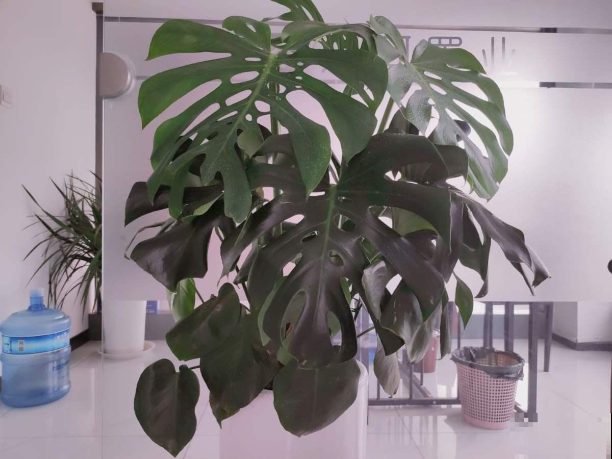 家里有老人，就养4种“寿星花”，好养活寓意好