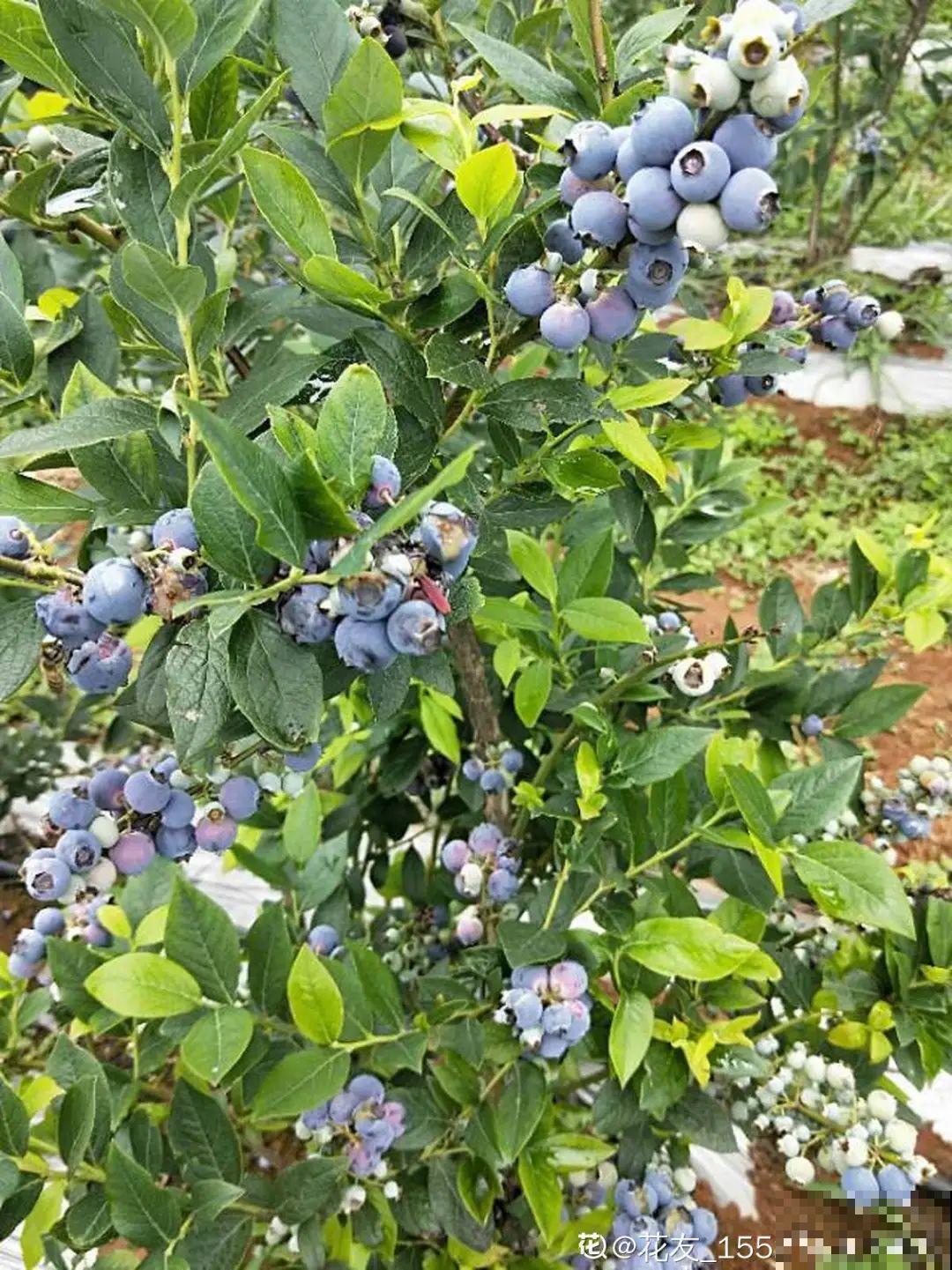 家里种盆无花果,想要结果很容易,省下一笔水果钱 家里种盆无花果,想要结果很容易,省下一笔水果钱