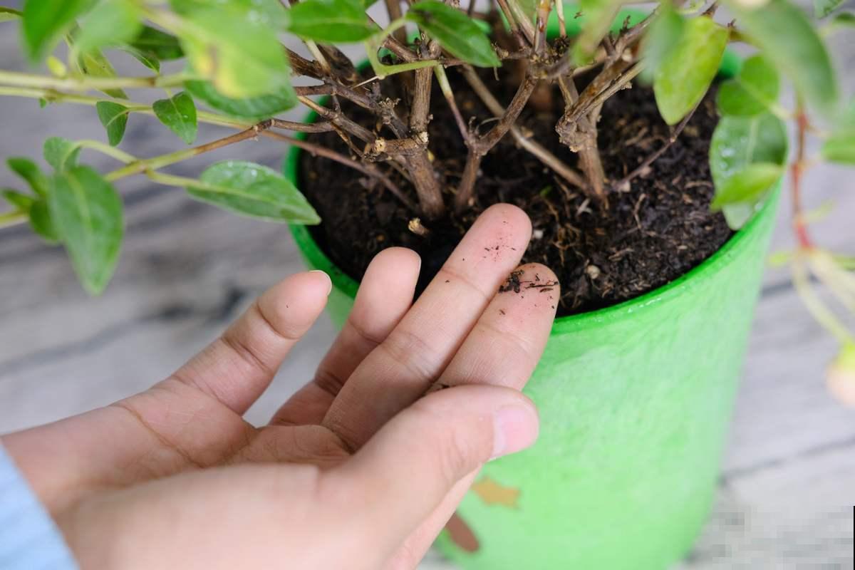 植物雨季没处躲，勤排水多打理，从此不怕下雨天