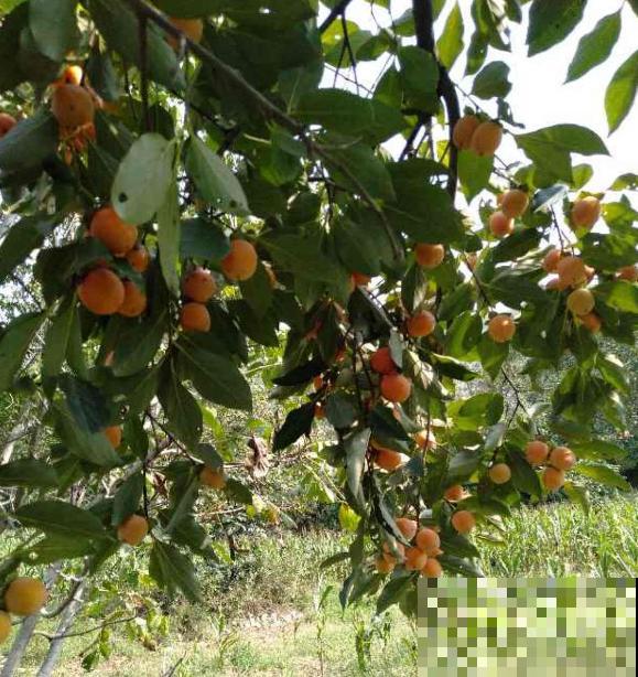 柿子嫁接难,学会这5步,成活率不高都难 柿子嫁接难,学会这5步,成活率不高都难