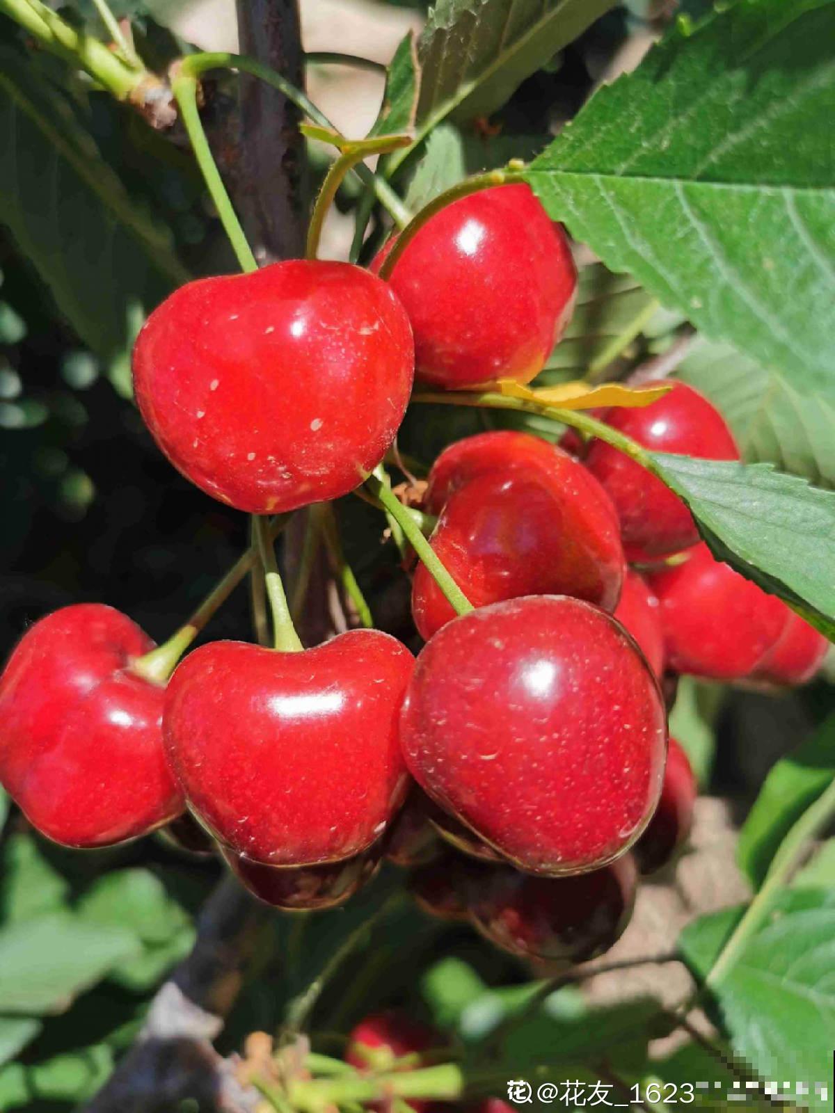 5个步骤，还你一盆樱桃盆栽，果实红得像宝石